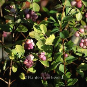 Symphoricarpos doorenbosii 'Amethyst'