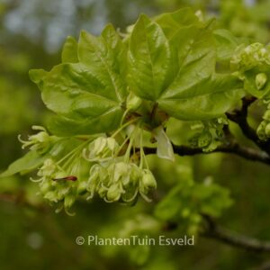 Acer buergerianum 'Miyasama-yatsubusa'