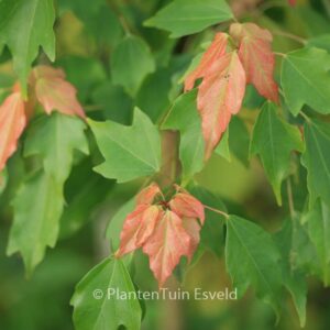 Acer buergerianum 'Nokoribo'