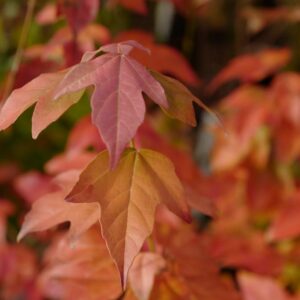 Acer buergerianum 'Spring Festival'