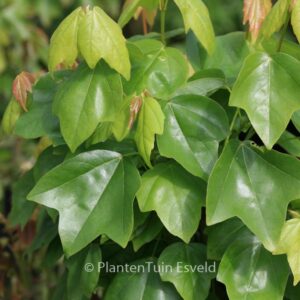 Acer buergerianum ssp. ningpoense