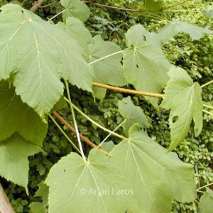 Acer caesium