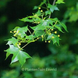Acer cappadocicum ssp. divergens
