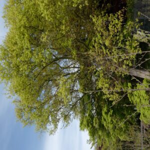 Acer cappadocicum var. tricaudatum