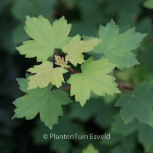 Acer hyrcanum ssp. sphaerocarpum
