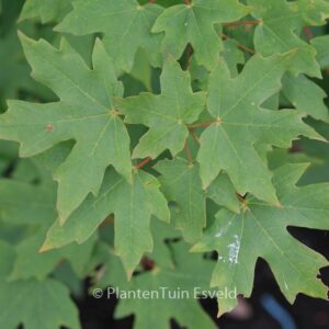 Acer hyrcanum ssp. stevenii