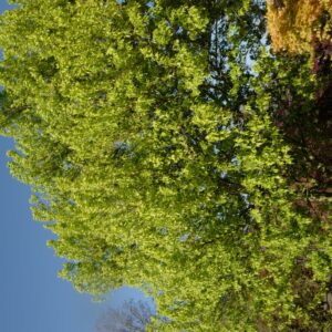 Acer monspessulanum ssp. turcomanicum
