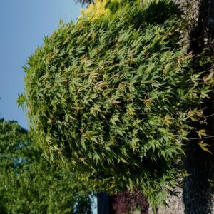Acer palmatum 'Cascade Emerald' (Sonkoot8)