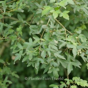 Acer pilosum stenolobum