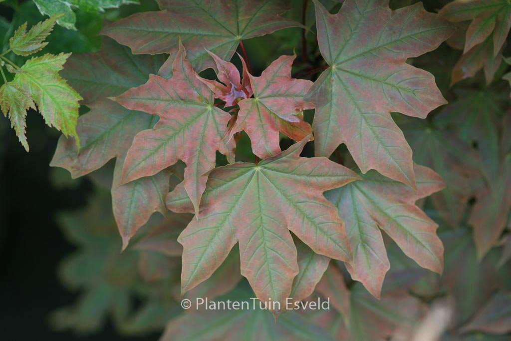 Acer platanoides 'Holata'