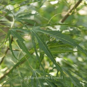 Acer platanoides 'Paldiski'