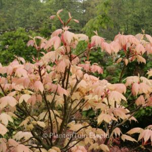 Acer pseudoplatanus 'Leat's Cottage'