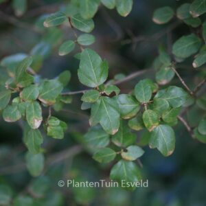 Acer sempervirens