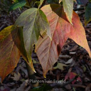 Acer sinopurpurascens