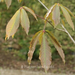 Aesculus wilsonii