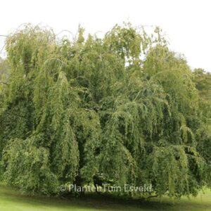 Carpinus turczaninovii