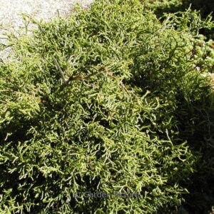 Chamaecyparis obtusa 'Tsatsumi Gold'