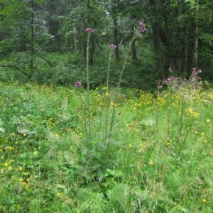 Cirsium palustre