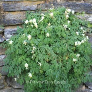 Corydalis ochroleuca