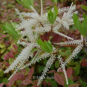 Cyrilla racemiflora
