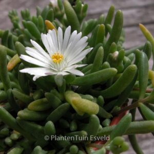 Delosperma 'Graaf Reinet'