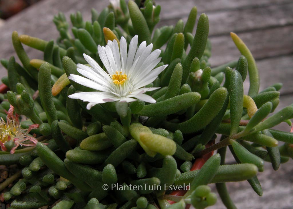 Delosperma 'Graaf Reinet'