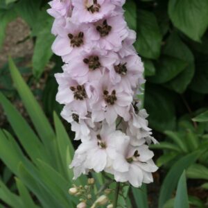Delphinium 'Sky Sensation'