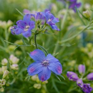 Delphinium grandiflorum 'Delfix Blue'