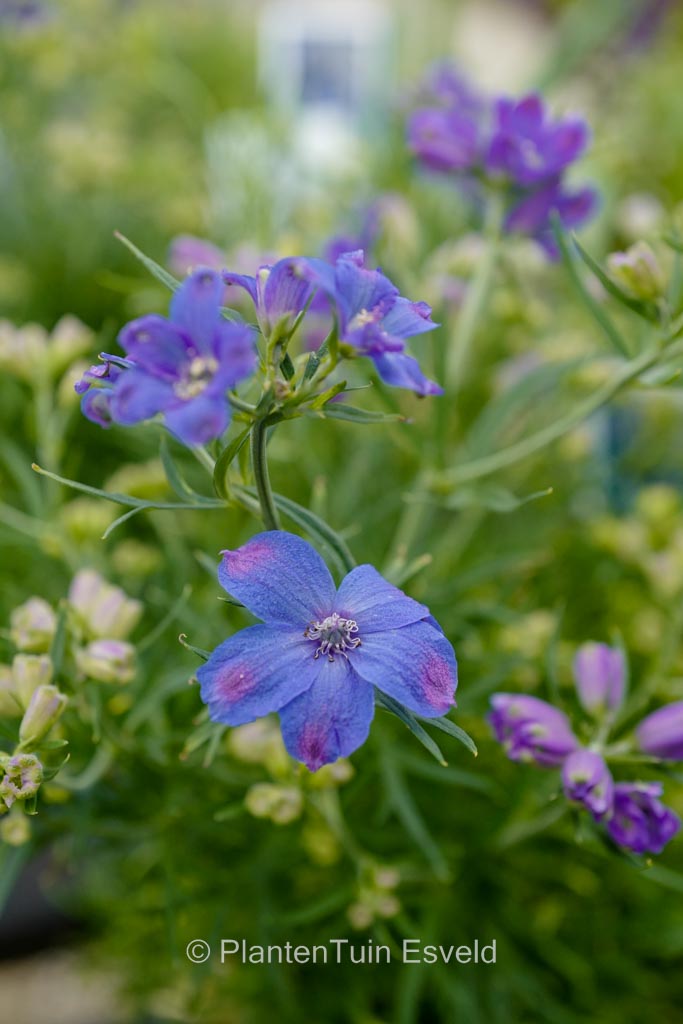 Delphinium grandiflorum 'Delfix Blue'
