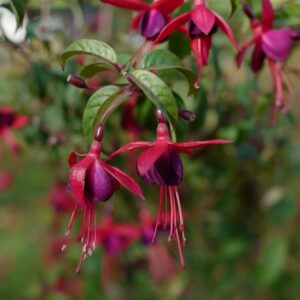 Fuchsia 'Lady Boothby'
