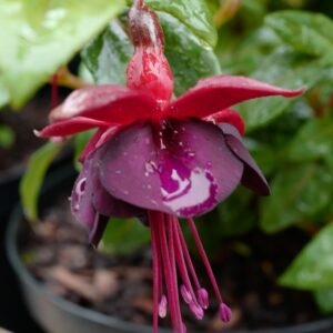 Fuchsia 'Lady in Black'
