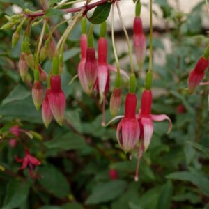Fuchsia 'Lidie Bartelink'