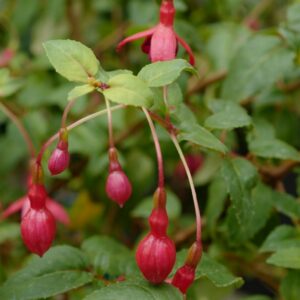 Fuchsia 'Rhombifolia'