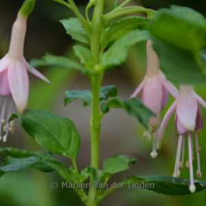 Fuchsia 'Tendrement'