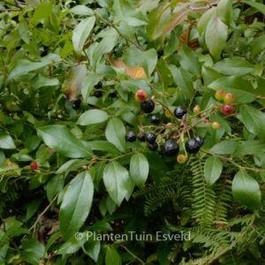 Gaylussacia ursina