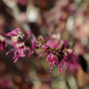 Hamamelis x intermedia 'Paulina'