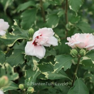 Hibiscus syriacus 'America Irene Scott' (SUGAR TIP)