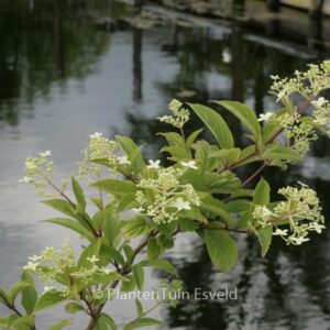 Hydrangea lingii