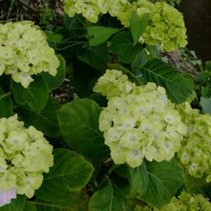 Hydrangea macrophylla 'Magical Green Cloud'