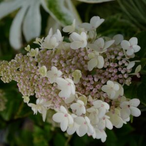 Hydrangea paniculata 'Bee Happy'