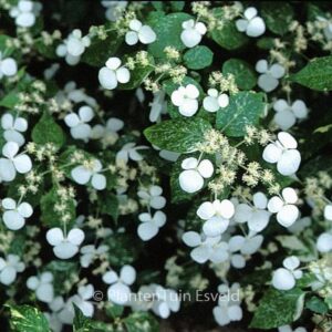 Hydrangea scandens 'Konterigi ki nakafu'