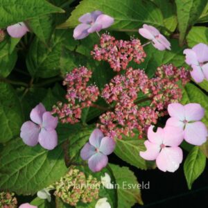 Hydrangea serrata 'Isusai-jaku'