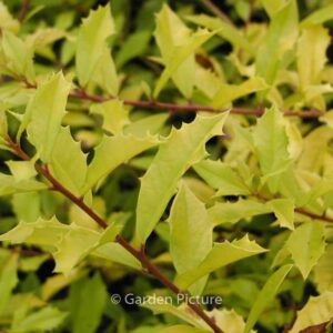 Ilex attenuata 'Sonny Foster'