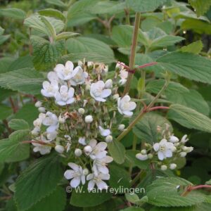 Jamesia americana