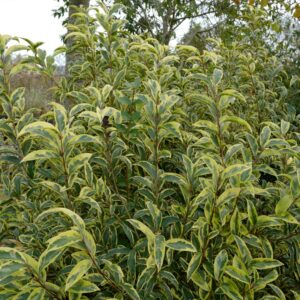 Ligustrum lucidum 'Excelsum Superbum'