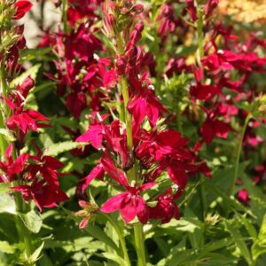 Lobelia speciosa 'Fan Burgundy'