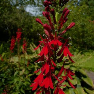 Lobelia speciosa 'Fan Scarlet'