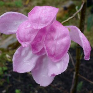 Magnolia 'Hawk'
