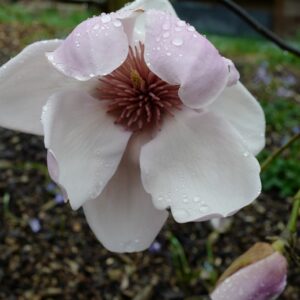 Magnolia 'Iolanthe'