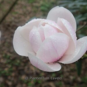 Magnolia 'Miranja'